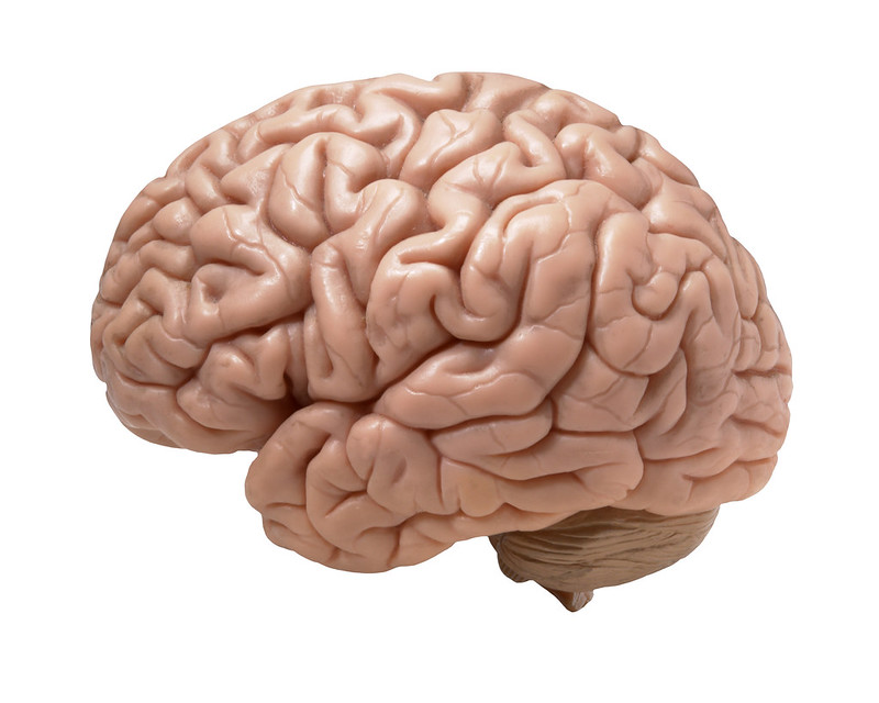 image of a brain